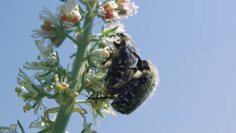 Close-up:-two-black-and-white-carpet-beetles-mating-on-plant-against-blue-sky
