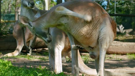 Red-Kangaroo-Scratches-Its-Body---Macropus-Rufus-In-Brisbane,-Australia---full-shot