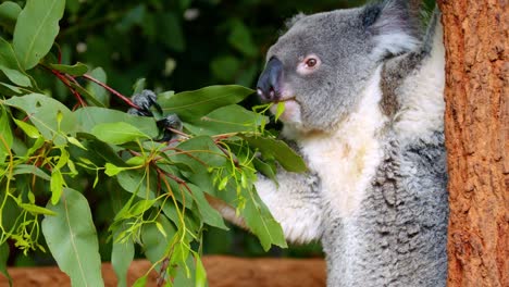 Koala-Bear-Eating-Green-Eucalyptus-Leaves-On-Tree-In-Brisbane,-Australia