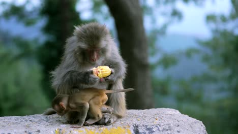 Portrait-of-two-Balinese-macaques-sitting-on-stone-wall