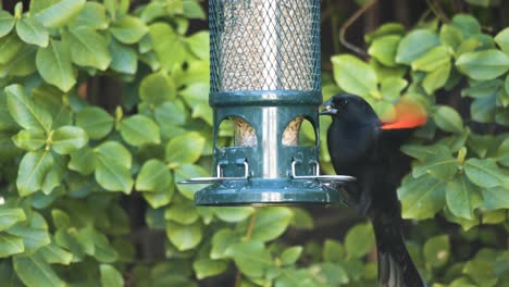 Red-Winged-Blackbird-Feeds-On-Seed-In-Urban-Backyard