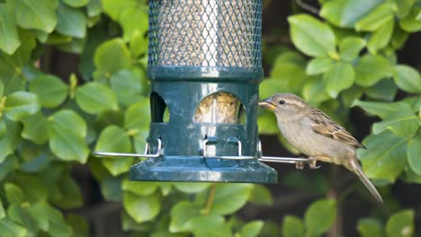 Closeup-Field-Sparrow-Feeds-From-A-Bird-Feeder,-Backyard-Portrait