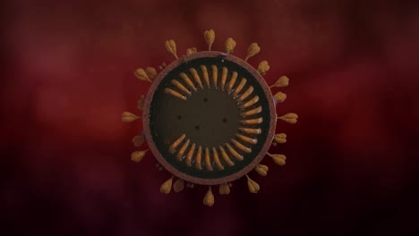 Animated-Coronavirus-virus,-showing-its-internal-structure
