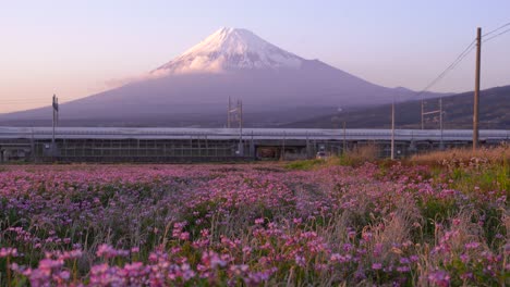 Shinkansen-Passing-By-On-The-Train-Tracks-Near-A-Flower-Field-In-Japan-With-The-Scenic-Mount-Fuji-In-The-Background---Medium-Shot