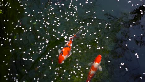 Fallen-Sakura-Cherry-Blossom-Petals-On-The-Water-With-A-Couple-Of-Koi-Fish-Underwater