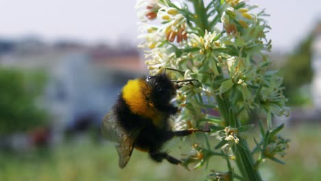 Nahaufnahme:-Eine-Schwarz-gelbe-Hummel-Ernährt-Sich-Von-Pollen-Und-Nektar-Auf-Weißen-Blütenblättern