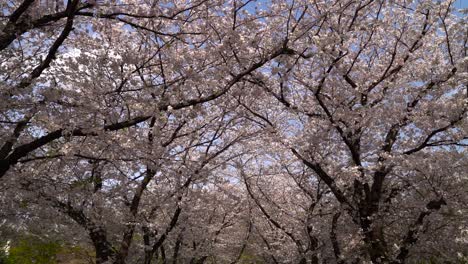 El-Impresionante-Paisaje-Del-Túnel-De-Sakura-Con-Flores-De-Cerezo-Rosas-En-Japón---Plano-General
