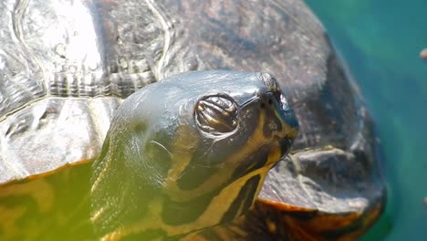 Wild-terrapin-turtle-resting-in-sunshine-on-lake-logs-close-up