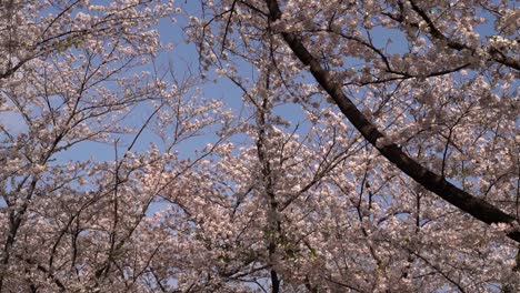 Die-Schöne-Landschaft-Der-Sakura-kirschblüte,-Die-Im-Wind-Weht,-Mit-Dem-Klaren-Blauen-Himmel-Im-Hintergrund-In-Japan---Weitwinkelaufnahme