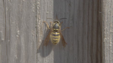 Macro-shot-of-bee-with-pollen-on-body-sitting-on-wooden-fence