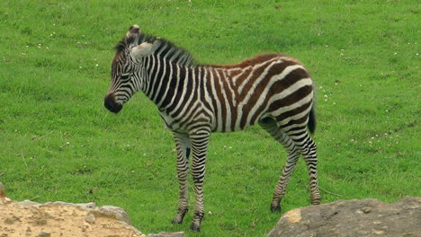 A-young-Zebra,-facing-left,-standing-in-a-field-of-grass-at-Longleat-Safari-Park