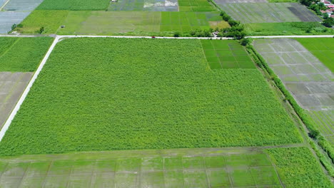 Aerial-Shot-Of-A-Beautiful-Green-Farm-With-Small-Roads-Beside-It
