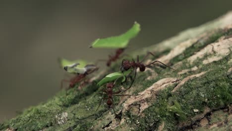 Close-Up-Of-Leaf-Cutter-Ants-Walking-On-The-Trees-With-Blurry-Background-In-Canada---Close-Up-Shot