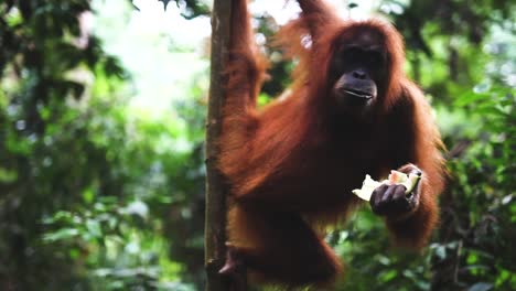 Female-orangutan-eating-watermelon-while-hanging-on-a-branch-,-static-shot