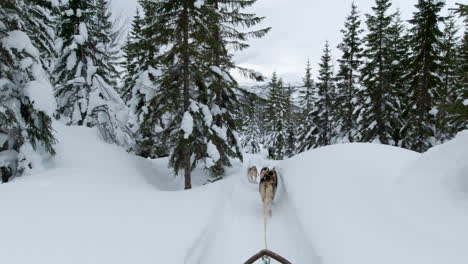 Ein-Hundeschlittengespann,-Das-Durch-Die-Verschneite-Wildnis-In-Norwegen-Läuft,-Point-of-view-aktionskamera
