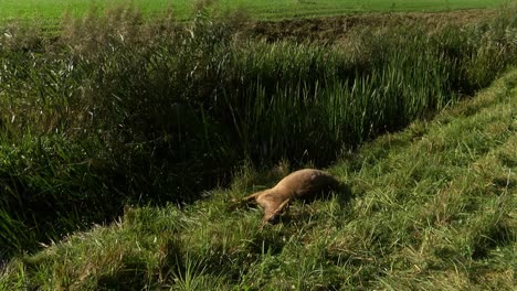 Clip-of-the-body-of-a-dead-goat-with-wind-moving-the-grass