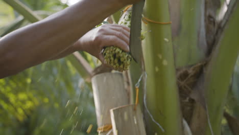 Mittelaufnahme-Des-Mannes,-Der-Die-Kokosnussblume-Schneidet-Und-Bambusbehälter-Für-Die-Ernte-Aufstellt