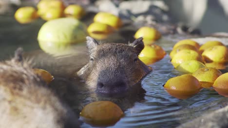 A-Capybara-Enjoying-Bathing-In-The-Hot-Spring-Water-With-Citrus-Fruits-In-Izu,-Japan---Closeup-Shot