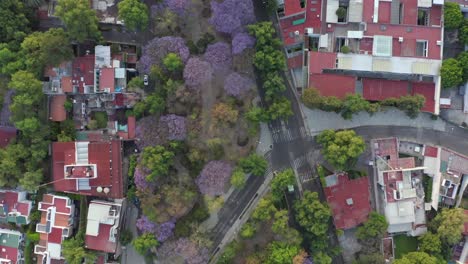Cenital-drone-shot-of-emty-aveniue-with-Jacaranda-trees