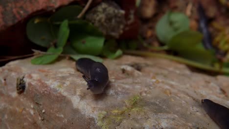 Close-up-of-black-round-back-slug-perched-on-top-of-rock,-lifts-its-head-up,-slomo