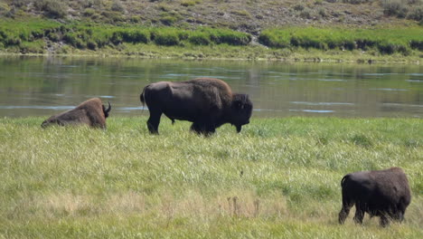 One-bison-stands-in-profile-by-river