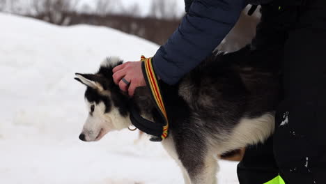 A-Man-Taking-a-Harness-off-of-a-Sled-Dog