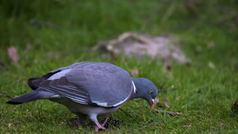 A-wood-pigeon-looking-for-food