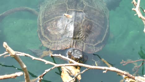 Turtle-swimming-underwater-in-clear-blue-sunny-lake-water-emerging-on-to-branch