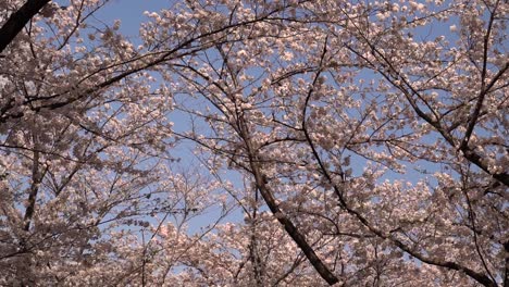 El-Hermoso-Paisaje-De-Los-Cerezos-En-Flor-De-Sakura-Ondeando-En-El-Viento-En-Japón---Cámara-Lenta