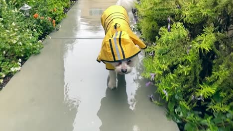 Maltese-dog-in-yellow-rain-jacket-walking-on-path-in-rain,-slow-motion