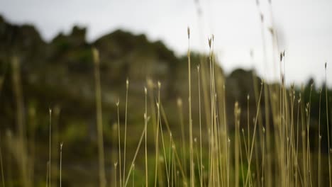 Tall-grass-and-a-shallow-depth-of-field-in-a-gentle-breeze