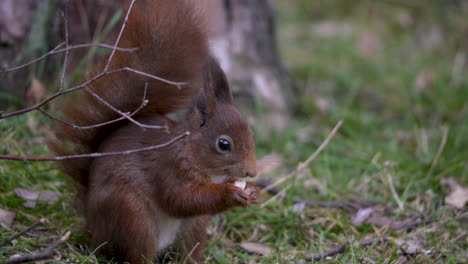 Red-squirrel-is-sitting-upright-in-the-grass-for-eating