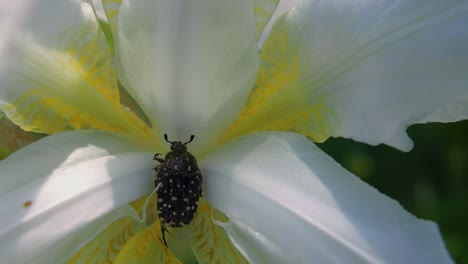 Top-view-of-one-chafer-beetle-inside-white-and-yellow-flower-petal,-slow-motion