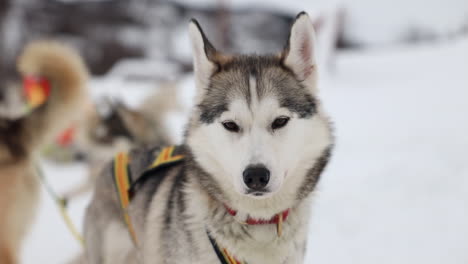 Close-Up-of-a-Lead-Husky-Sled-Dog-Looking-at-the-Camera,-Slow-Motion