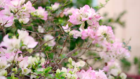 Bugambilia-Flores-Moviéndose-Por-El-Aire-Rosa