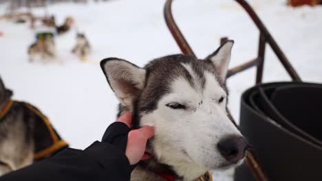 Close-Up-Point-of-View-Shot-of-a-Hand-Petting-an-Alaskan-Husky-Sled-Dog