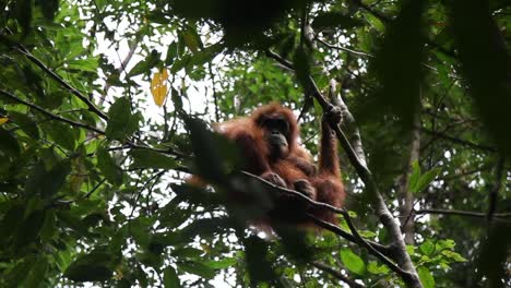 Orangutan-sitting-in-a-branch-looking-to-the-ground