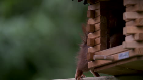 Red-squirrel-stealing-foor-from-a-birdfeeder