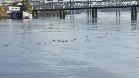 Enten-Im-Wllamette-River-In-Portland,-Oregon-Mit-Der-Hawthorne-Bridge-Im-Hintergrund,-Aufgenommen-In-4k-Hoher-Auflösung