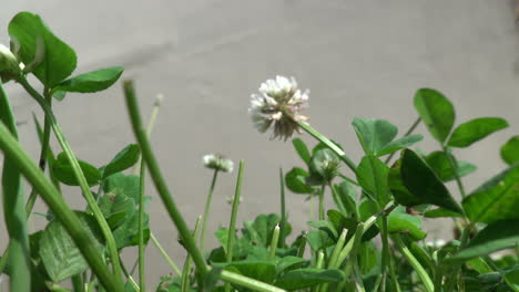 Some-white-clover-flowers-in-the-green-grass-of-the-lawn