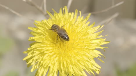Bee-feeding-on-yellow-dandelion-and-flying-away