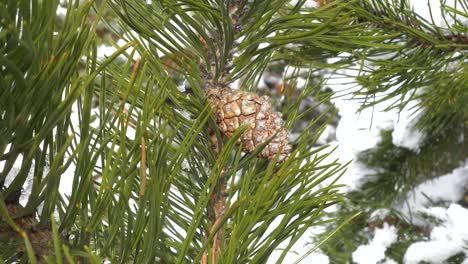 waving-pine-cone-and-snowy-branches,-close-shot