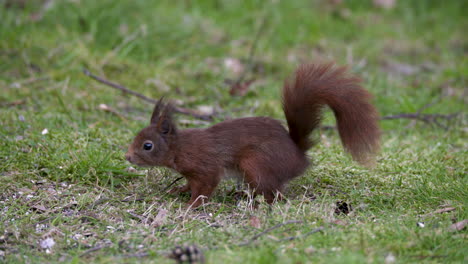 Ein-Rotes-Eichhörnchen,-Das-Auf-Dem-Gras-Frisst