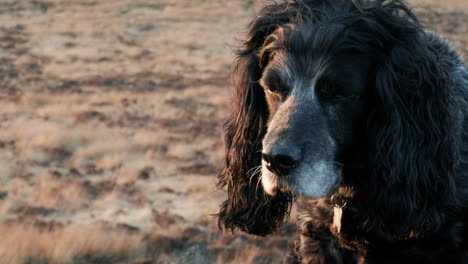 Springer-spaniel-sat-by-some-rocks-in-spring-time-as-the-sun-sets