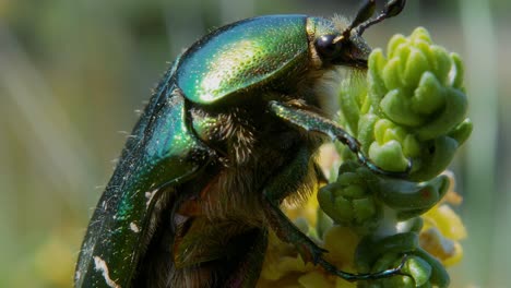 Extreme-close-up:-profile-of-vertical-green-metallic-wing-covered-beetle-on-bud-of-plant-and-flies-away