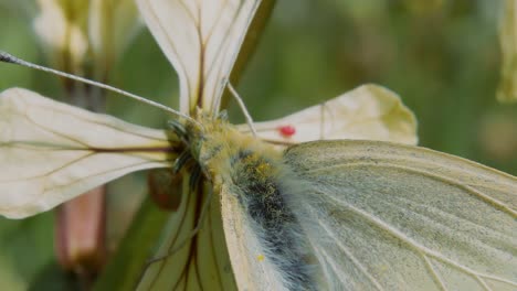 Extreme-close-up-above-yellow-moth-drinking-pollen-and-nectar-from-white-flower-and-flies-away