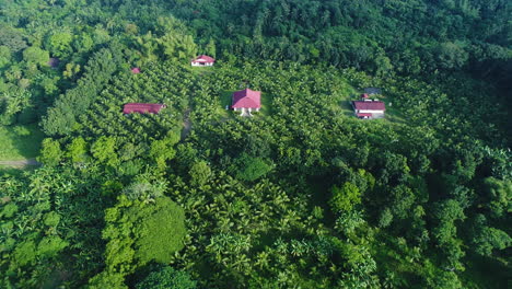 Aerial-Establishing-Shot-Of-A-Large-Coconut-Farm-Plantation-With-Farm-Houses-In-The-Middle
