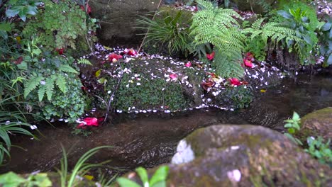 Kleiner-Fluss,-Der-Zwischen-Den-Moosigen-Felsen-Mit-Gefallenen-Sakura-blütenblättern-Fließt,-Frische-Grüne-Pflanzen-In-Japan