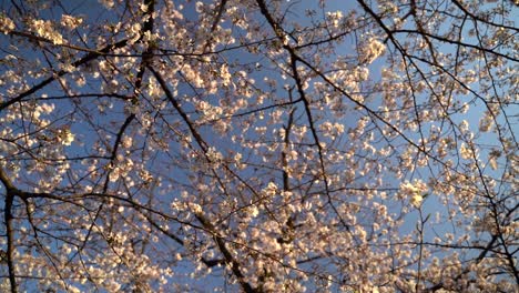 Vista-Escénica-Del-Hermoso-árbol-De-Sakura-En-Japón-Bajo-El-Cielo-Azul-Claro-En-Un-Día-Soleado---Tiro-Giratorio-Mirando-Hacia-Arriba