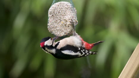 Spotted-woodpecker-feeding-at-a-birdfeeder-in-a-garden